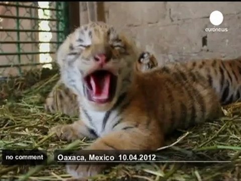 Half-Bengal half- Siberian tiger cubs born - no comment