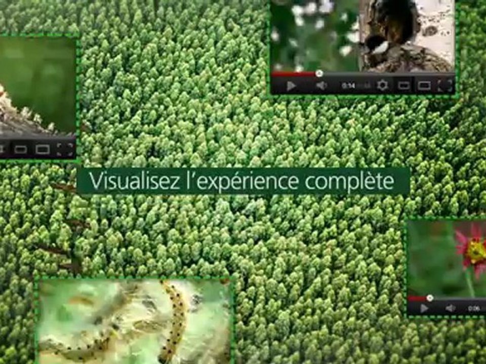 Forêts TD