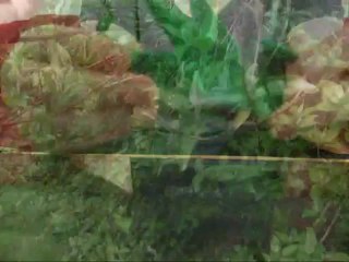 Lectomaton: Les dragons, petit traité de sciences naturelles