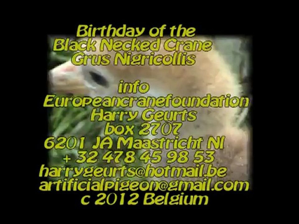 Birthday of the Black Necked Crane-grus Nigrico...