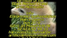 Birthday of the Black Necked Crane-grus Nigricollis by Europeancranefoundation  Harry Geurts 2012