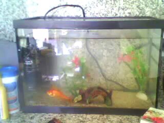 mes poissons rouges