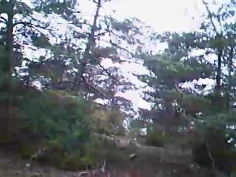 2 sangliers menés par gringo 9 mois à Versels