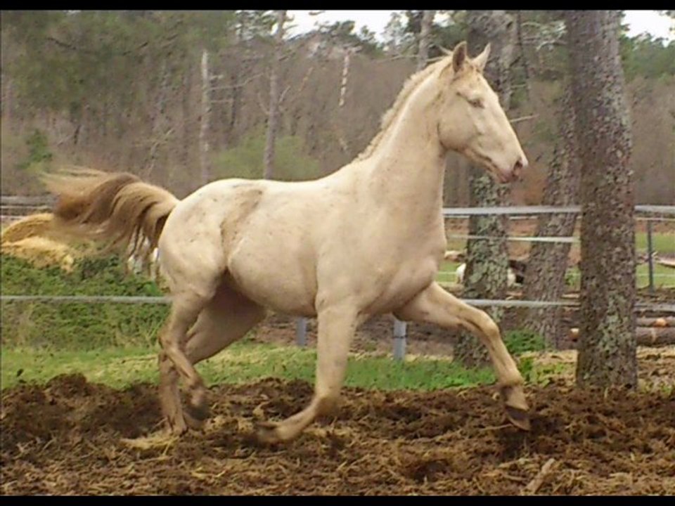 Vandôme de Leyre