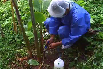 14 ABRIL 2012 ica mora y heliconias web