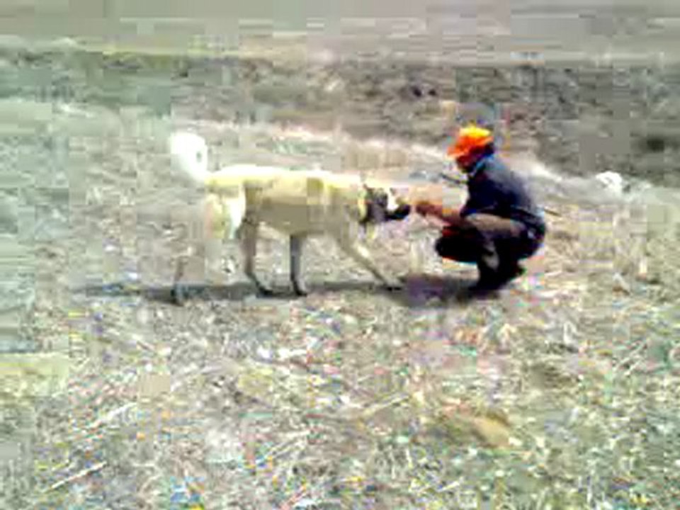 karabaşşş