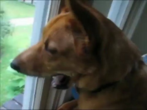 Classic Game Room interviews STELLA the VIDEO GAME DOG