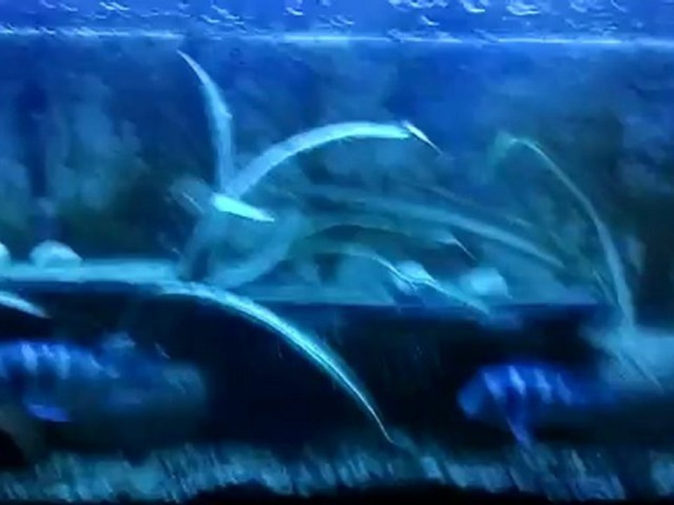 frontoza blue zaire kapampa