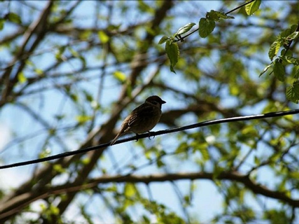 Ceylan - 2012 Kader Senmi Kaldın Bana Gülecek ( U.H )