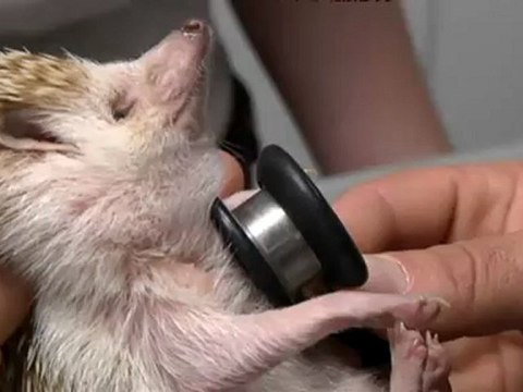 TV3 - Dijous, a les 21.50 a TV3 - Veterinaris