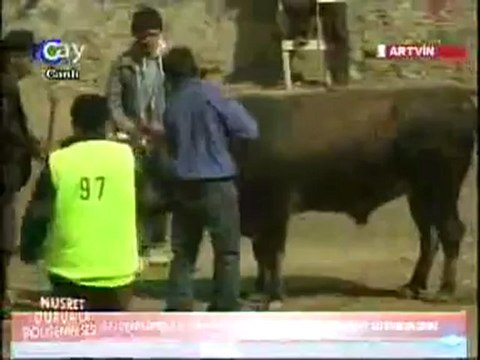 17.Sarıgöl Boğa Güreşleri 2012-Küçük Orta Güreşleri/ artvinliyiz.net