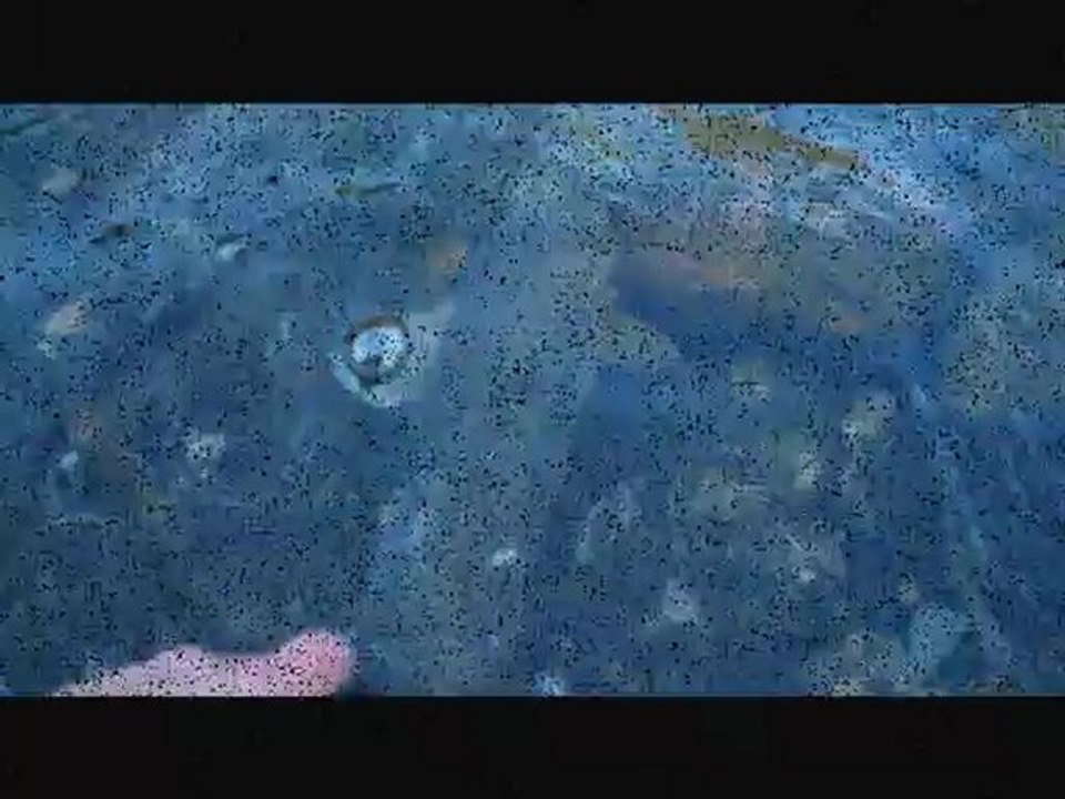 fario 41 cm