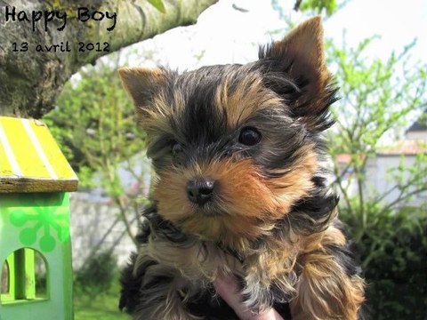 Happy Boy -13 avril 2012-Jardin 2