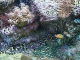 Montage de photos de l'aquarium eau de mer.