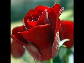 JE VOUDRAIS QUE TU M'AIME