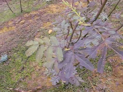 Sensitive - Thac Ba, Vietnam, Avril 2012