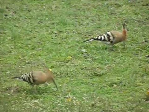 12 avril 2012 vidéo des huppes fasciées