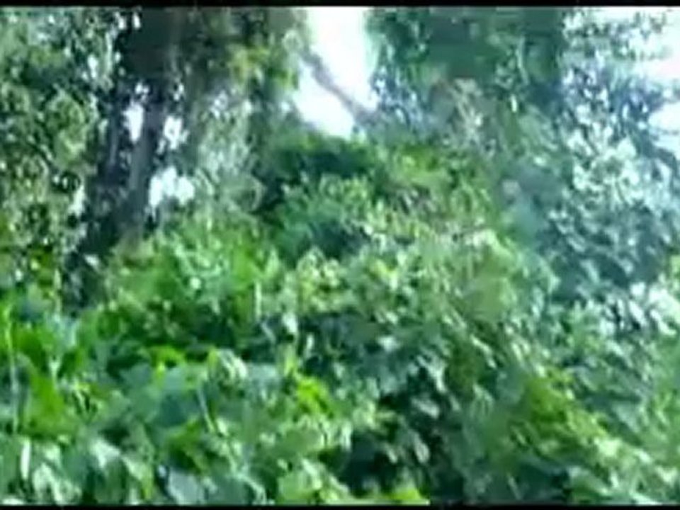 Pygmy harp - la harpe pygmee