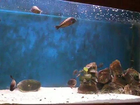Tropheus moorii ilangi Tankın son hali 2