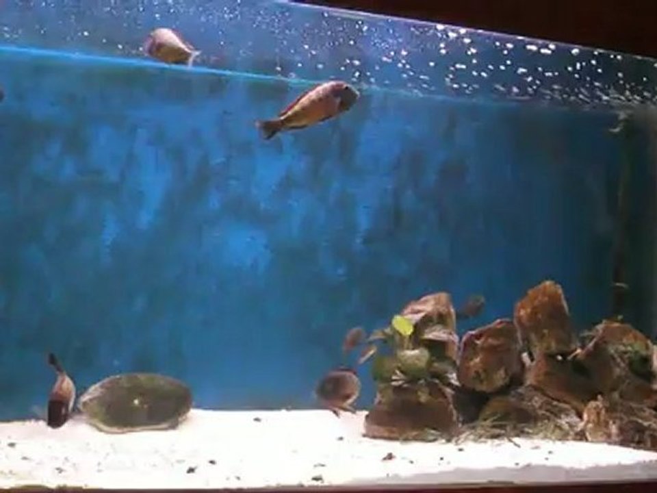 Tropheus moorii ilangi Tankın son hali 2