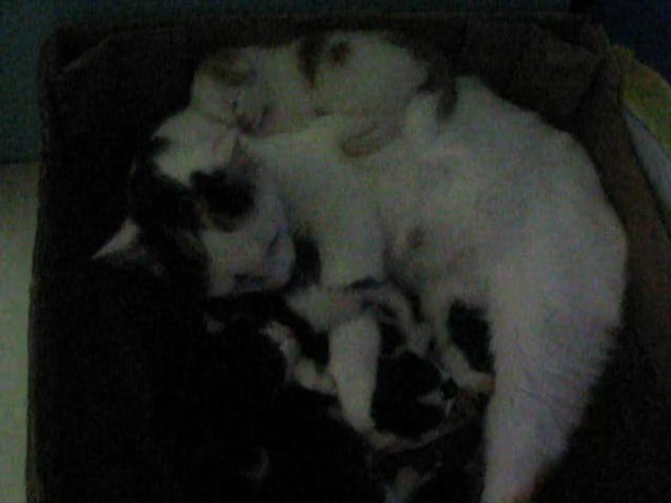 chatons 14 avrilMVI_1274