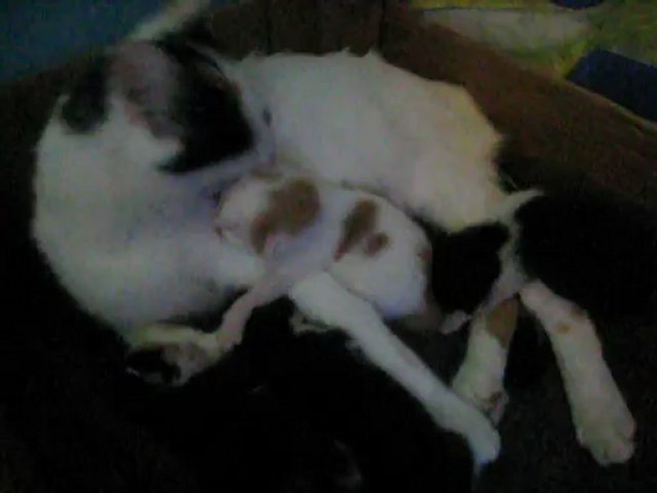 chatonstoilettMVI_1275