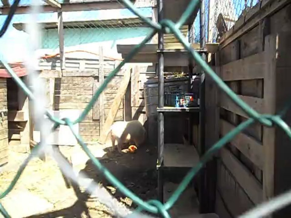 tetel le cochon gronk2