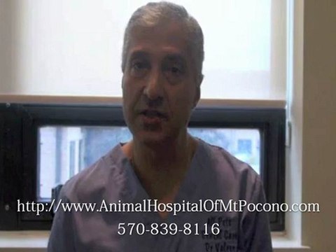 Pet Boarding Facility in Mt Pocono