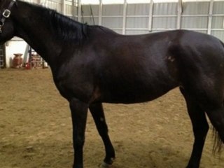 4 year old German Warmblood Mare for Sale