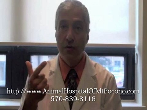 Mt Pocono Veterinarian on Pet’s Broken Tooth