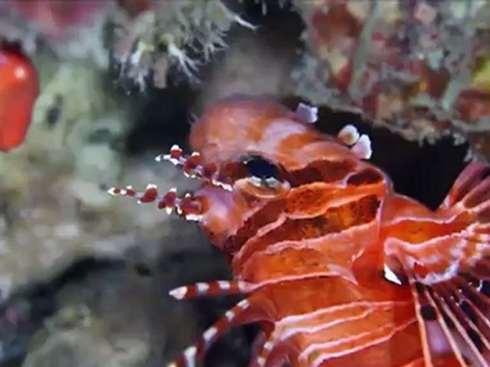 Reportage Noël sous les eaux de l'Ile de la Réunion