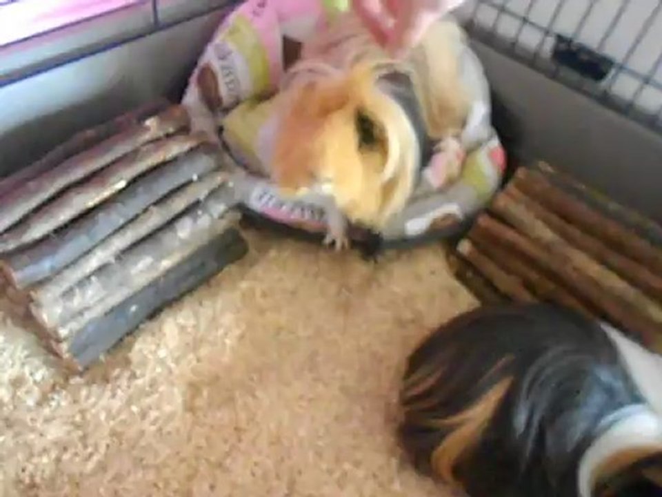 Mes chons dans leur cage propre