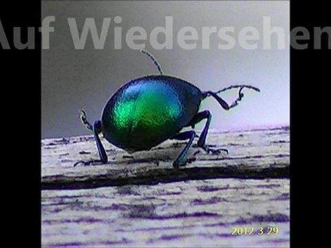 MONTAGE PHOTOS SCHWANGAU 29 MARS 2012 V2