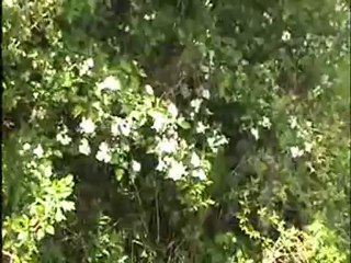 ağustosda kar kesilen yaylalar