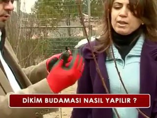 Meyve Ağaçlarında Budama (1/2)