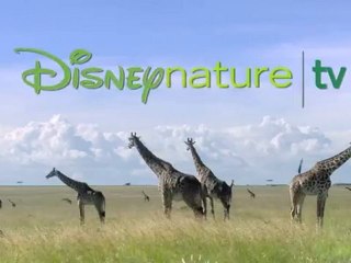 DisneyNature TV - Présentation et interview avec Jean François Camilleri