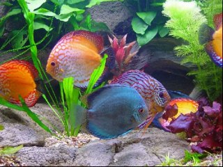 Счастливый День!