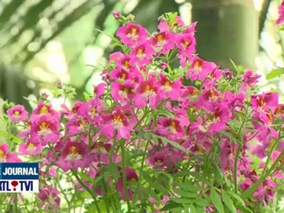Les serres royales de Laeken sont ouvertes au public jusqu'au 6 mai. - Sujet par sujet - RTL Vidéos