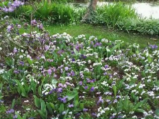 LE CYGNE-SAINT SAENS