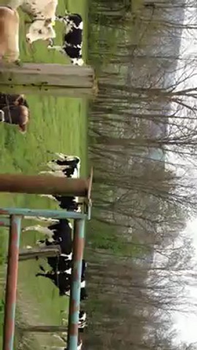 Les vaches, ça court !