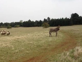 L'âne et les moutons