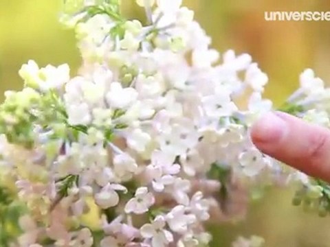 Missions Printemps 7/12 : Floraison des lilas