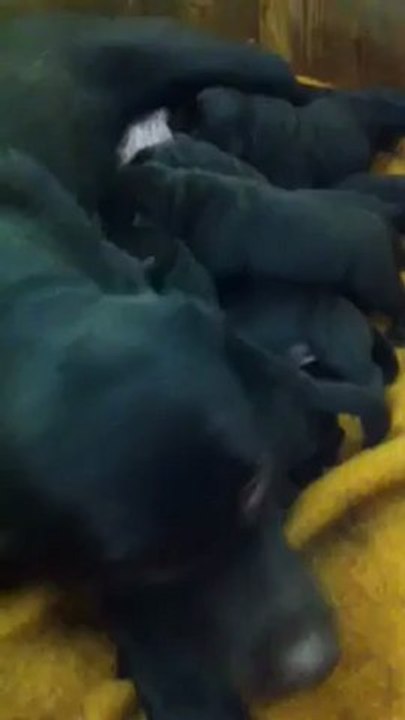 Chiots de Fleur et Cedarwoods Mogambo ( nés 28 mars 2012 )