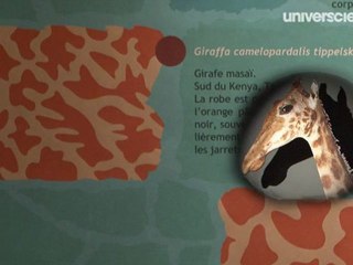 Zarafa, la véritable histoire