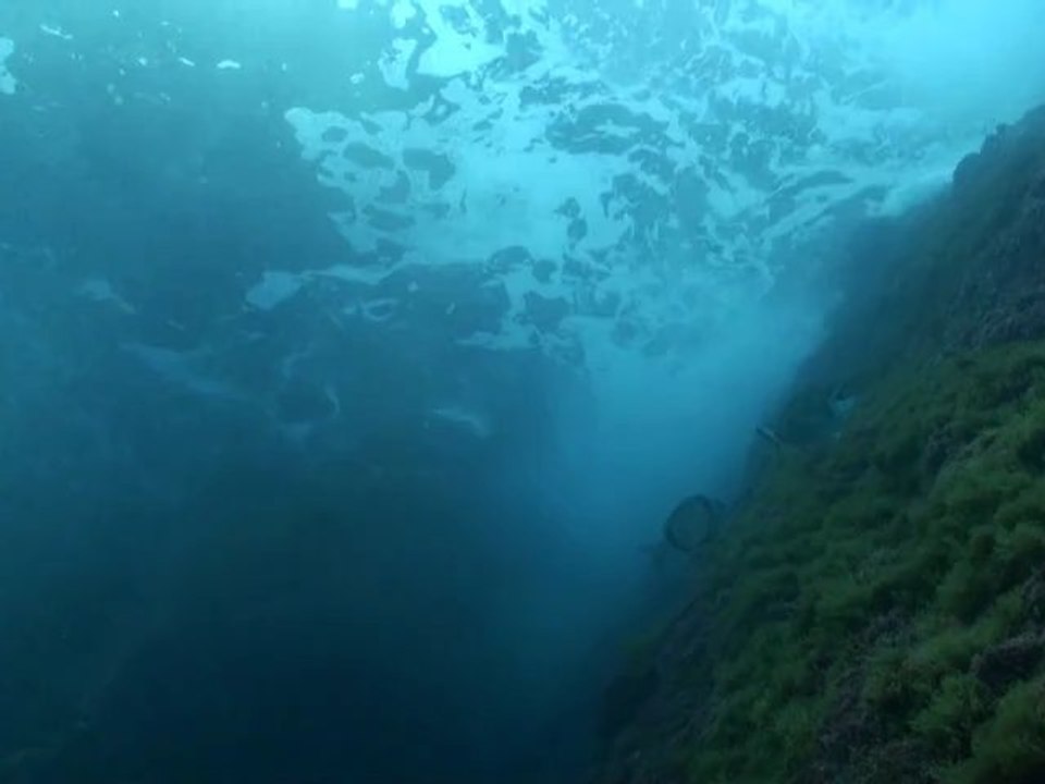 Gabinière Port Cros avril 2012