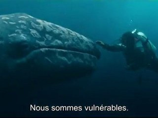 Miracle en Alaska (Big Miracle) - Bande-Annonce / Trailer [VOST|HD]