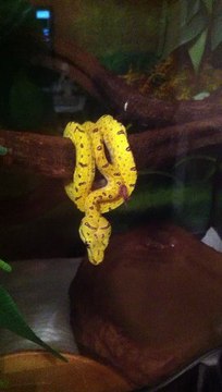 Leuring Morelia viridis 2