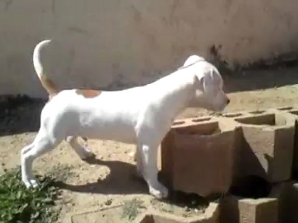 Gold'n'good Honky Tonk