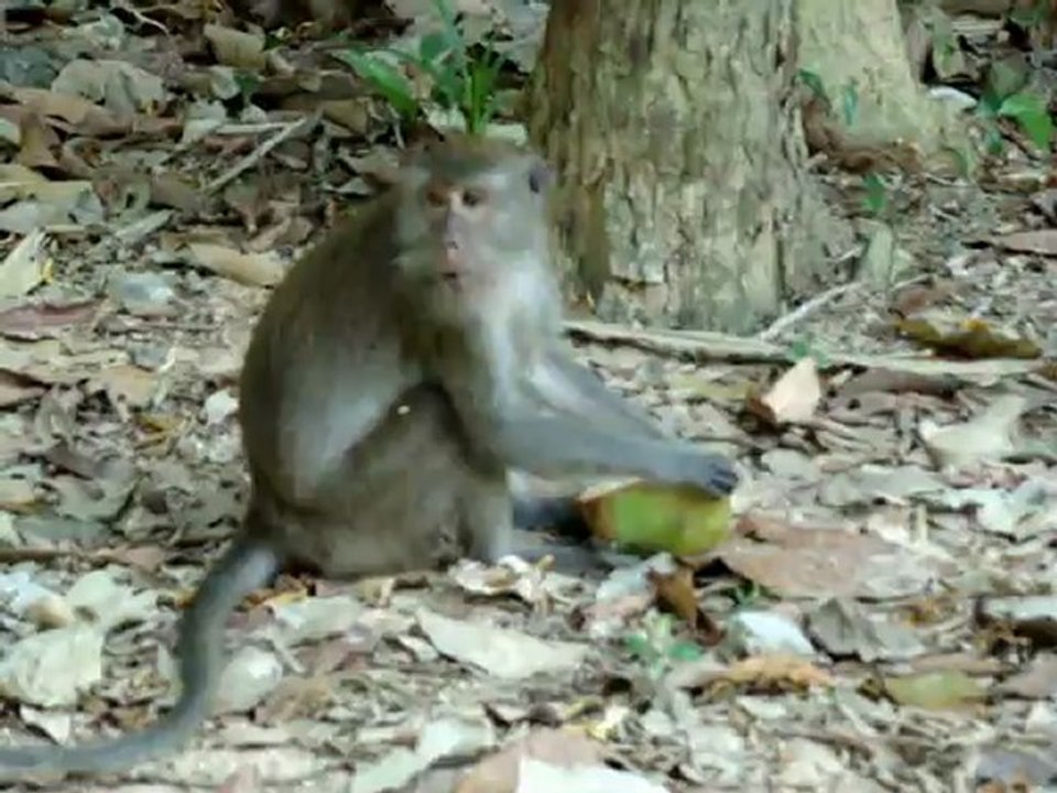 les singes sur la plage