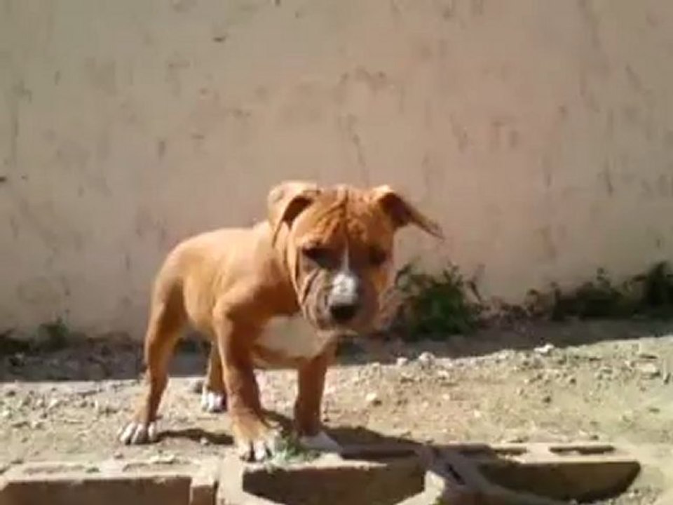 Gold'n'good Harvest Moon